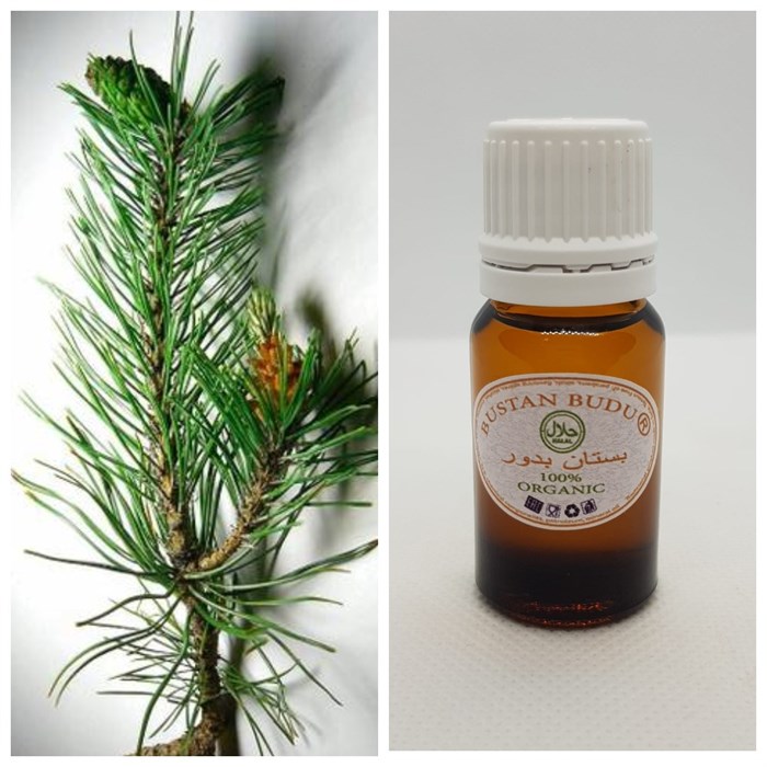 32 Эфирное масло Сосна синамская Pinus Silvestris L., 10 мл - фото 5561