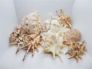 Набор морских раковин 8 шт